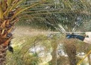 إندونيسيا تعتزم وقف زراعات النخيل الجديدة لمدة خمس سنوات